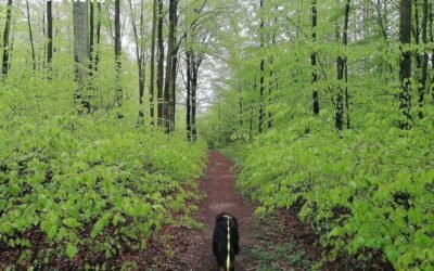 Tropienie użytkowe (mantrailing): Pasja, która łączy człowieka i psa