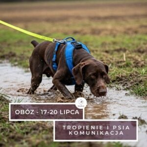 Obóz wakacyjny MAM WSZYSTKO W NOSIE – Tropienie użytkowe, Komunikacja psów i Rozwój